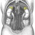Central noradrenergic deficiency in post-infectious chronic fatigue: Neurobehavioral correlates