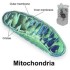 Mitochondrial DNA Missense Mutations ChrMT: 8981A > G and ChrMT: 6268C > T Identified in a Caucasian Female with Myalgic Encephalomyelitis/Chronic Fatigue Syndrome (ME/CFS) Triggered by the Epstein–Barr Virus