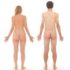 Muscle symptoms and a latent physiological symptom-dysregulation factor in ME/CFS: exploratory analyses by sex and age-defined menopausal-status proxy group
