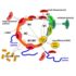 Identifying microRNAs Possibly Implicated in Myalgic Encephalomyelitis/Chronic Fatigue Syndrome and Fibromyalgia: A Review