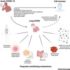 Inhibition of HIF-2α Pathway as a Potential Therapeutic Strategy for Endothelial Dysfunction in Post-COVID Syndrome