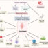 Persistent symptom burden in long-standing systemic lupus erythematosus: a subgroup-focused hypothesis for an SLE-ME/CFS research phenotype